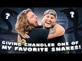 Giving one of my FAVORITE SNAKES to ChandlersWildLife