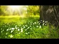 Kuş ve  Su sesi. Dinlendirici, Meditasyon, Yoga. Doğanın Sesi- Relax