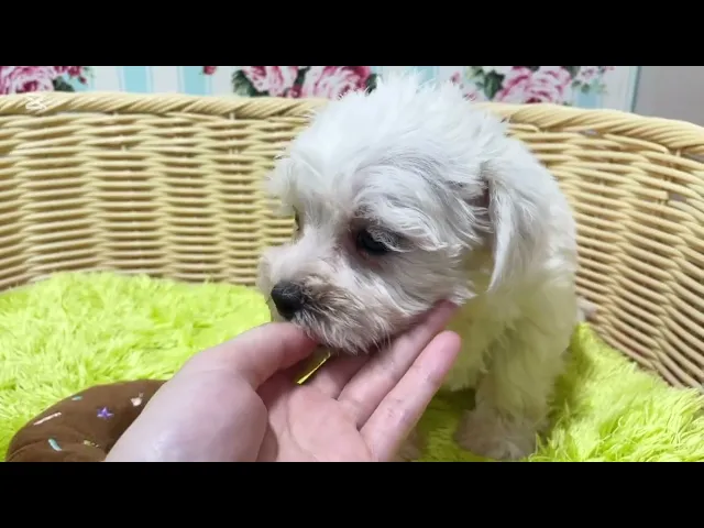 動画