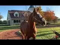 TDN New Stallions Catalina Cruiser at Lane s End
