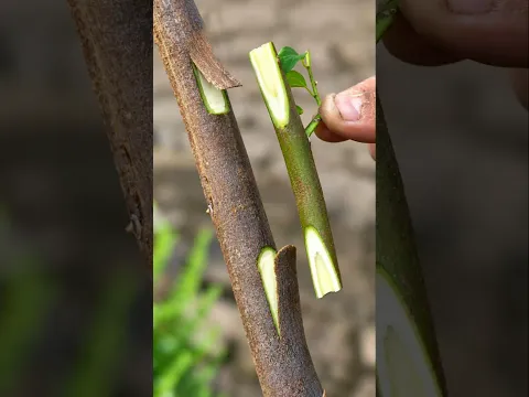 أسهل وأفضل طريقة تطعيم ستراها في حياتك 🌱