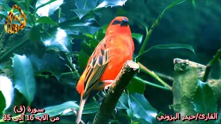 صوت يبكي الصخر لو سمعة القارئ حيدر محسن البزوني سورة ق 
