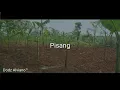 Download Lagu Pisang - Dodz Alviano (RMP)New 2020