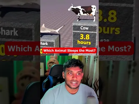 Which animals sleep the most?