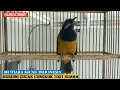 Download Lagu masteran video 30 menit  tembakan istimewa kasar Cucak Cungkok istimewa for Murai - Anis Bata/ c.ijo