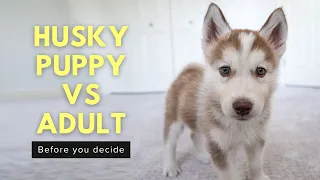 5 Reasons to NOT Get a Husky Puppy