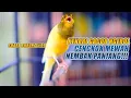 Download Lagu SUARA BURUNG |99| Kenari GACOR PANJANG INI Cocok untuk Masteran KENARI PAUD dan Kenari Macet BUNYI