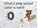 Animal Jam What a long spiked collar is worth