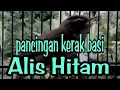 Download Lagu BIKIN KERAK BASI ALIS HITAM IKUT GACOR !!!!