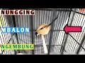 Download Lagu Begini Cara Mengatasi Cendet Ekor Selalu Nungging Dan Bulu Ngembung Setiap Di Dekatin