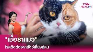 จะป้องกันไม่ให้เชื้อราแมวกลับมาเป็นซ้ำได้อย่างไร