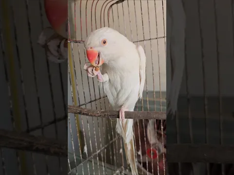 Cute Parrot eating #birds #fantasticparrot #shorts