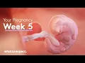 Lagu 5 Weeks Pregnant - What to Expect