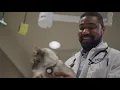 VCA Internships Training the Next Generation of Veterinary Medicine
