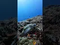 Lagu 诗巴丹之海龟 Sea turtles in Sipadan  #sipadan #semporna #diving #malaysia