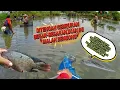 Lagu AKIBAT TERLALU BANYAK PIKIRAN! Ikan Jumbo Pasrah Pas Mau Diserok, Kok Bisa?!