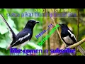 Download Lagu #master jitu Suara pikat burung kacer paling ampuh #kacerplgjitu