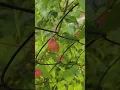 Download Lagu BAGUNNAYI kadhaa...#shorts #ytshorts #youtubeshorts #viral #trending #nature #beautiful #garden#love