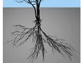 Revectorization-based Shadow Mapping