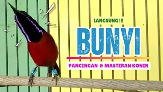 Download Pancingan KOLIBRI NINJA Bahan Agar BUNYI || MASTERAN Konin Agar Cepat Gacor #5 MP3