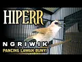 Download Lagu Trucukan gacor gacor ngriwik hiper, pancingan trucuk bahan langsung ikutan bunyi