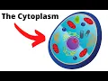 Cytoplasm-The important fluid of the cell