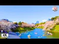 Download Lagu The Imperial Palace with Full Bloom Cherry Blossoms / Walkin a Beautiful Day - 4K/ULTRA HDR