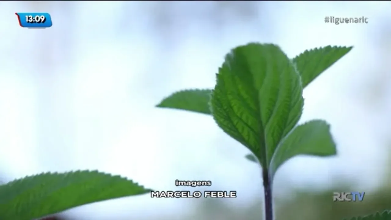 Jardim Botânico de São José oferece curso gratuito focado em fitoterapia