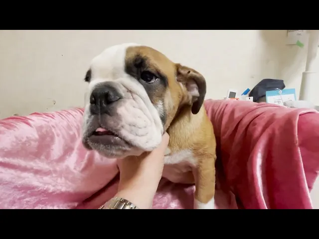 動画