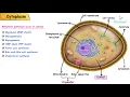 Cytoplasm Cell Physiology Animations