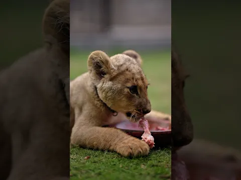 Lion Cub Doesn't Wants To Share His Food | Nouman Hassan