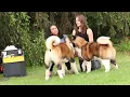 Champion Asa Champion Swatt excellent temperament Apexx Akitas