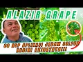 Lagu UPDATE 60 HSP‼️  TERUNGKAP 1 ILMU TAMBAHAN LAGI DARI ALAZIR GRAPE AGAR BERRY ANGGUR SEMAKIN MULUS