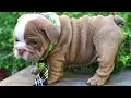 ENGLISH BULLDOG PUPPIES Funny and cute English bulldog puppies Compilation 08 Animal Lovers