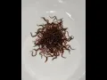 Have you been slowly KILLING your Axolotl