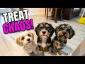 Cavapoo Puppies Demand Morning Treats