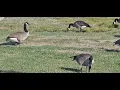 The Fall Migration of the Canada Goose
