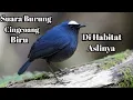 Download Lagu Suara Burung Cingcoang Biru Di Habitat Aslinya Menambah Lebih Semarak Lagi Dunia Perkicauan