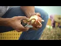 Meet a Farmer Texas Onions