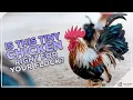 Download Lagu Mini Chicken!! The Serama Chicken Breed