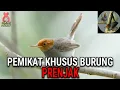 Download Lagu KICAUAN PEMIKAT BURUNG PRENJAK 🦅 FREE DOWNLOAD MP3🔥