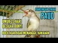 Download Lagu Pancingan CIBLEK SAWAH anakan GACOR PRENJAK KLIK KLIK memanggil kawanan