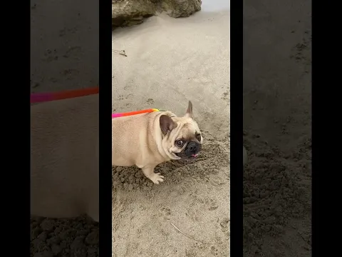 Happy 5th Birthday DogThatBe!