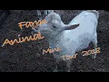 Meet our Farm Animals Baby Chicks Arrive Square One Farms VLOG 6