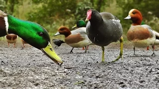 Download Ducks Quacking : Featuring Mallard Duck, Wigeon, Moorhen, Rook and Mute Swan MP3