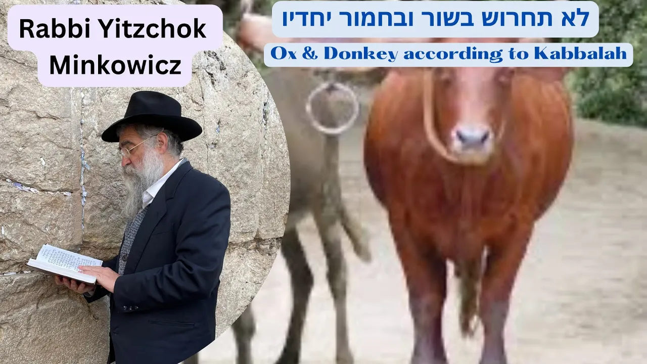 Ox & Donkey according to Kabbalah לא תחרוש A New Kabbalah class by Rabbi Yitzchok Minkowicz