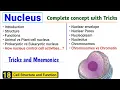 Nucleus structure and function Complete concept with Tricks J Biology