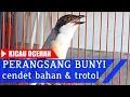 Download Lagu RANGSANG BUNYI CENDET TROTOL dg SUARA CENDET GACOR FULL ISIAN Langsung Nyaut