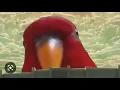Download Lagu Ima bird meme