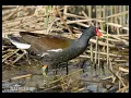 Download Lagu terbaru suara burung(peruk,mandar,bentiung) jozz mp3/4